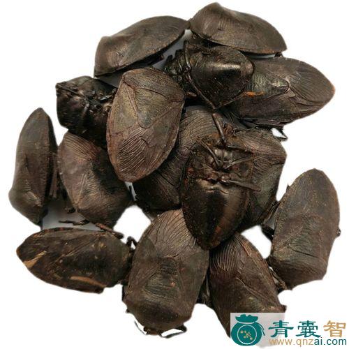中药材跳搏虫图片