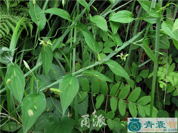 中药材跳百丈图片