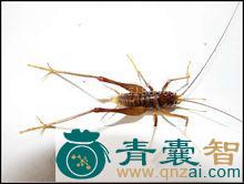 中药材跳米虫图片