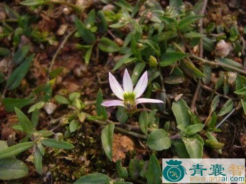 中药材踏地莲花莱图片