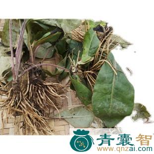 中药材踏地香图片
