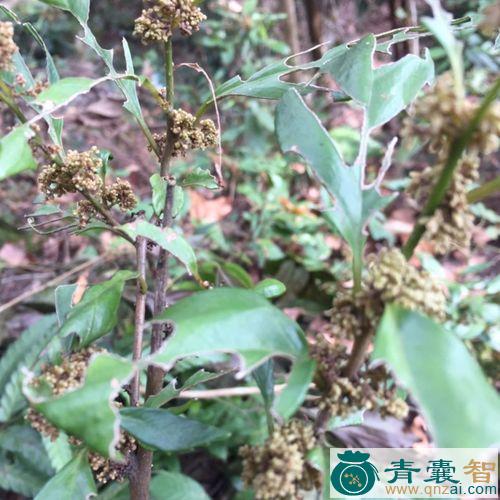 中药材踏天桥图片