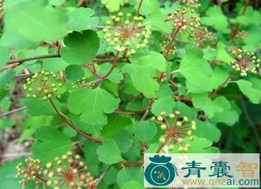 中药材踏膀药图片