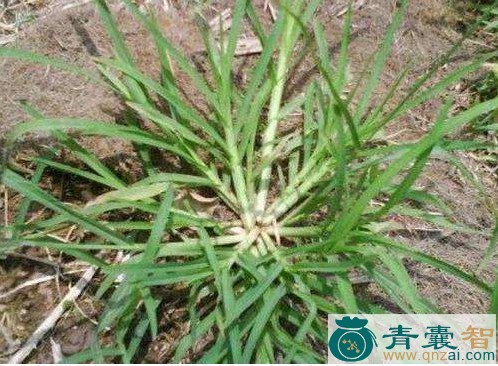 中药材蹲倒驴图片