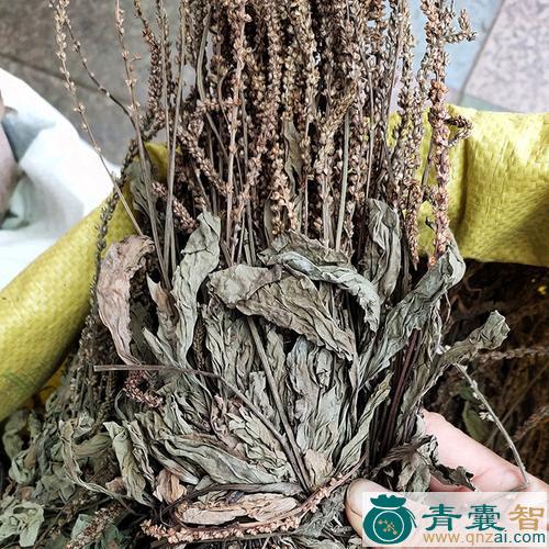 中药材车前图片