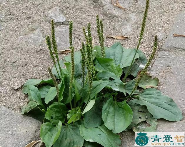 中药材车前树图片