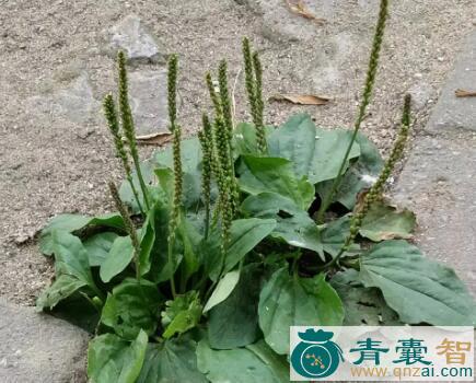 中药材车前状垂头菊图片