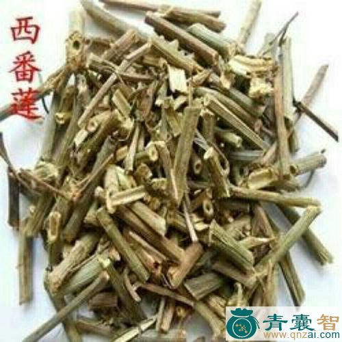 中药材转心莲图片