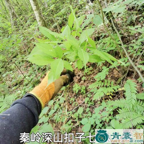转钮的性状性味归经以及功效用法和注意事项-青囊智