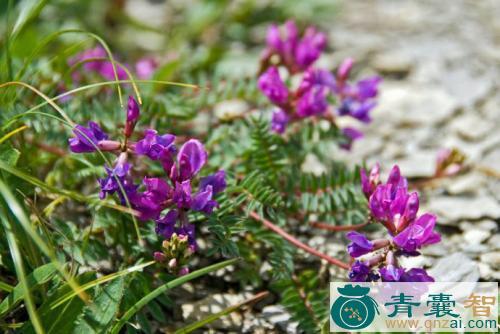 中药材轮叶棘豆图片