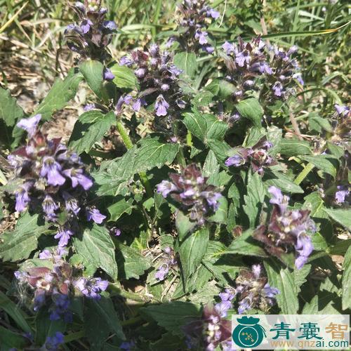 中药材轮花筋骨草图片