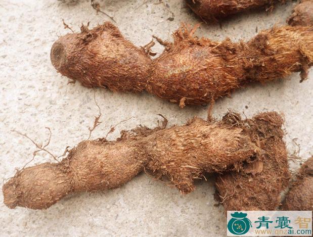 中药材软姜子图片