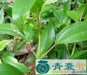 中药材软枝三股筋图片