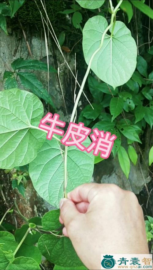 中药材软毛牛皮消图片