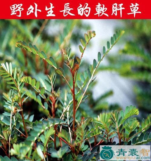 中药材软草图片