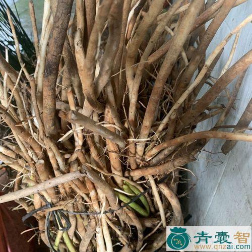 中药材软骨牡丹图片
