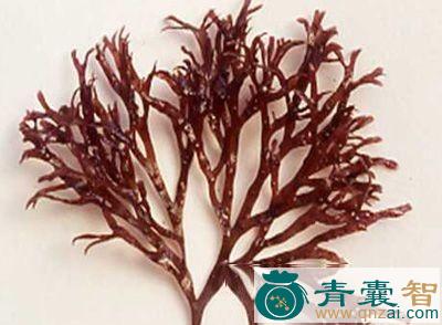 中药材软骨藻图片