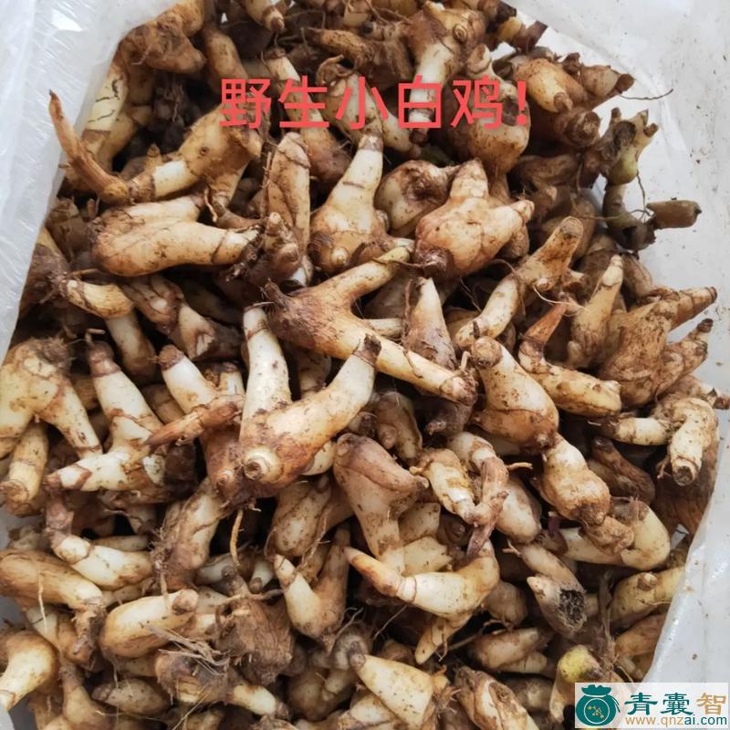 中药材软鸡草图片