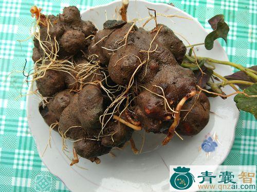 中药材辟虺雷图片
