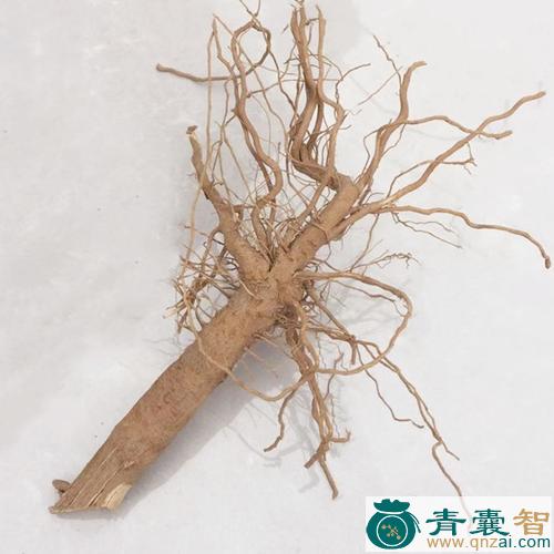 辣味根的性状性味归经以及功效用法-青囊智