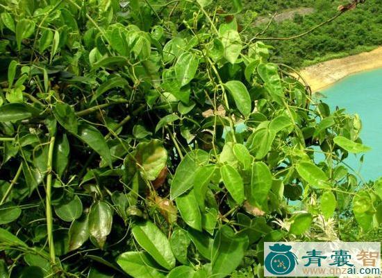 辣木通的性状性味归经以及功效用法-青囊智