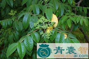 中药材辣树图片