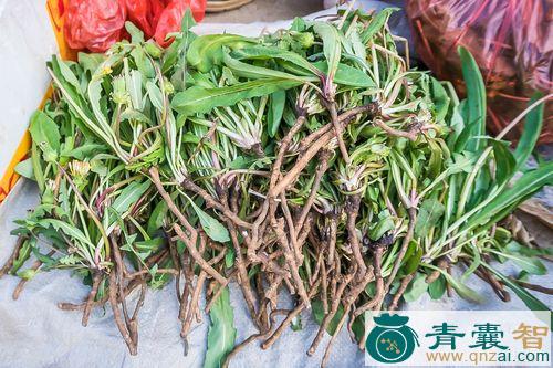 中药材辣根菜图片