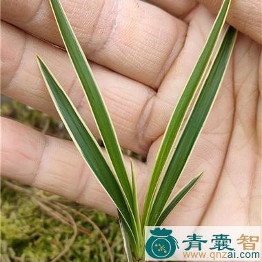 中药材边兰图片