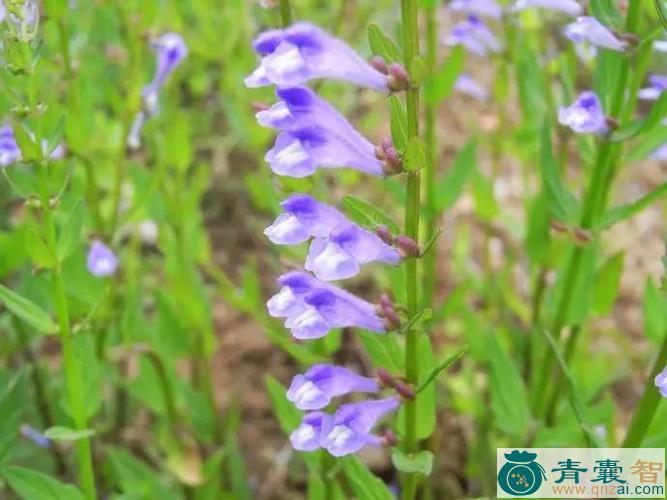 中药材边枝花图片