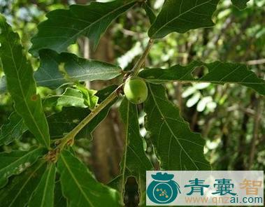 中药材辽东栎壳斗图片