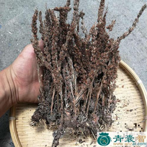 中药材辽瓦松图片