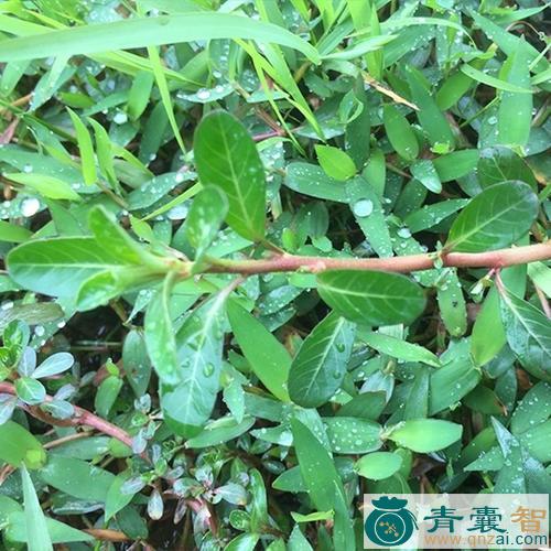 过塘莲的性状性味归经以及功效用法和注意事项-青囊智