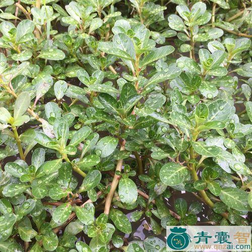 中药材过塘蛇图片