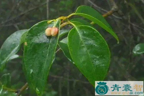 中药材过树龙图片