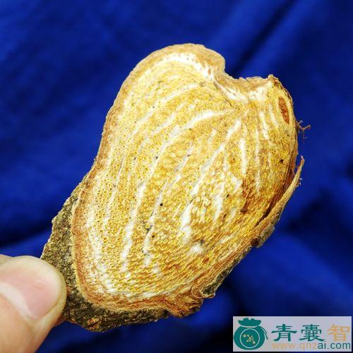 中药材过海龙图片