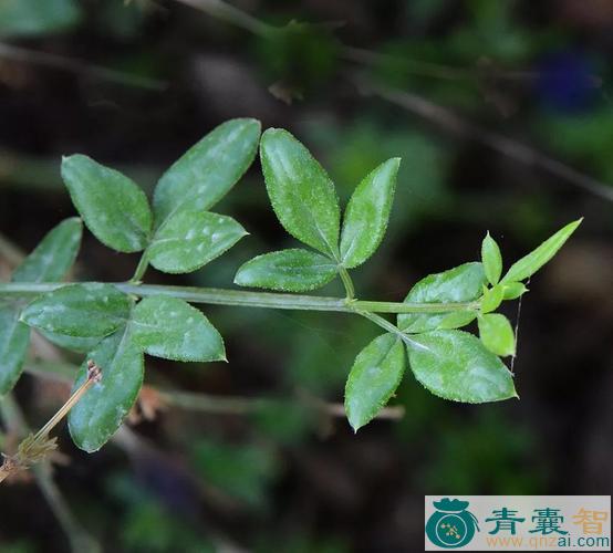 中药材迎春花叶图片