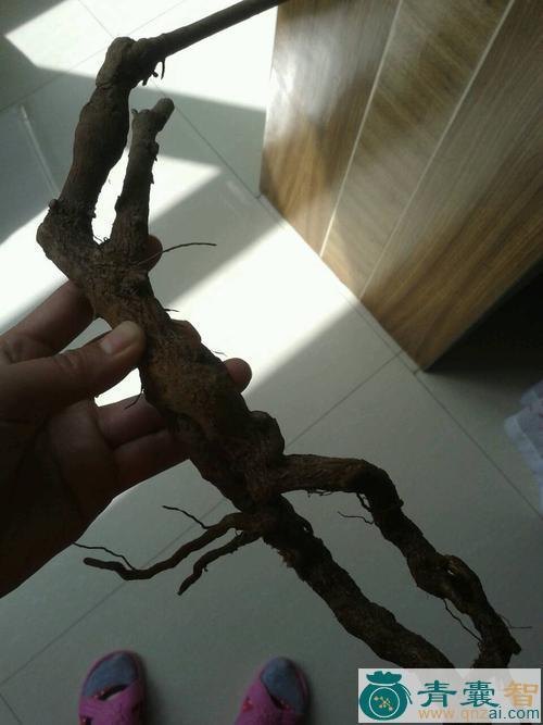 中药材迎春花根图片
