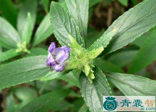 中药材进贤菜图片