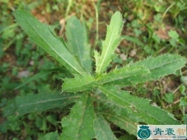 中药材连牙刺图片