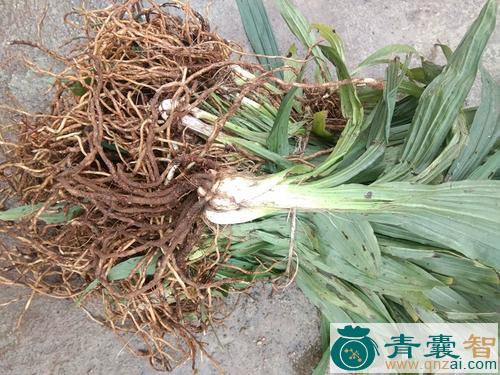 中药材连珠图片
