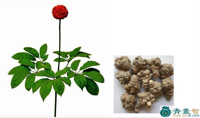 中药材连珠三七图片