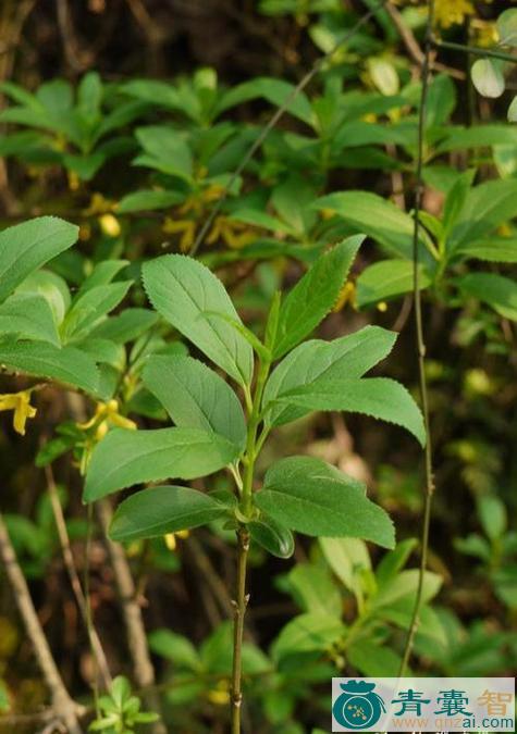连翘茎叶的性味归经以及功效用法-青囊智