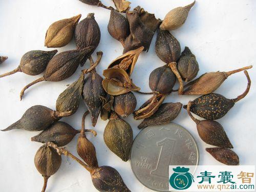 中药材连轺图片