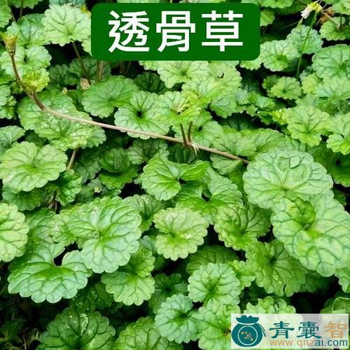 中药材连钱草图片
