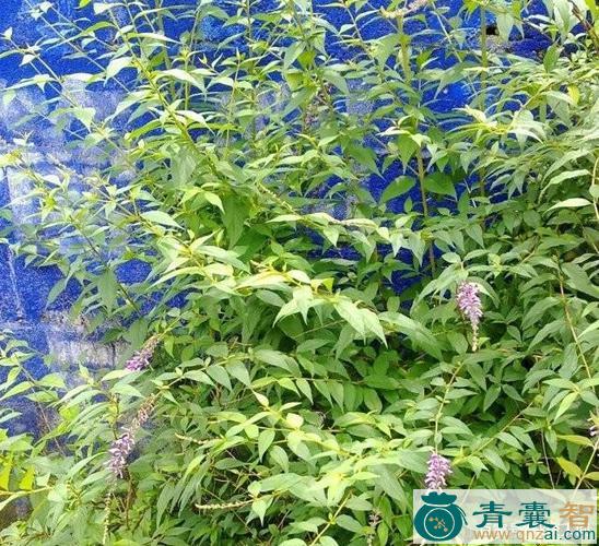中药材退烧草图片