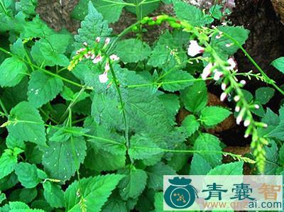 退蛆草的性味归经以及功效用法-青囊智