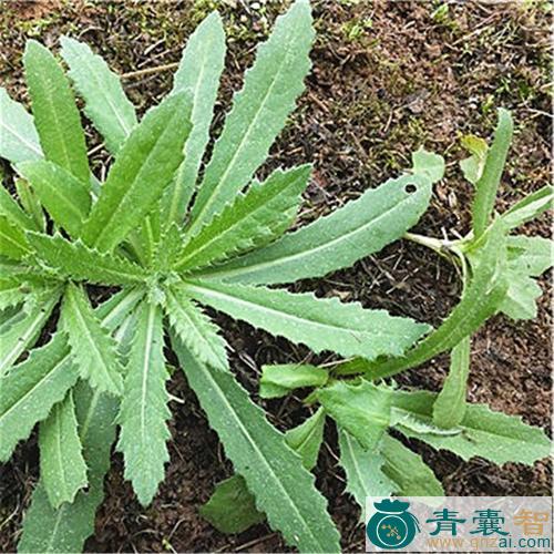 中药材退血草图片
