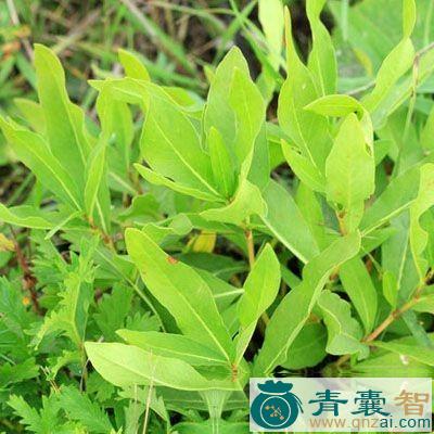 中药材逆阿落图片