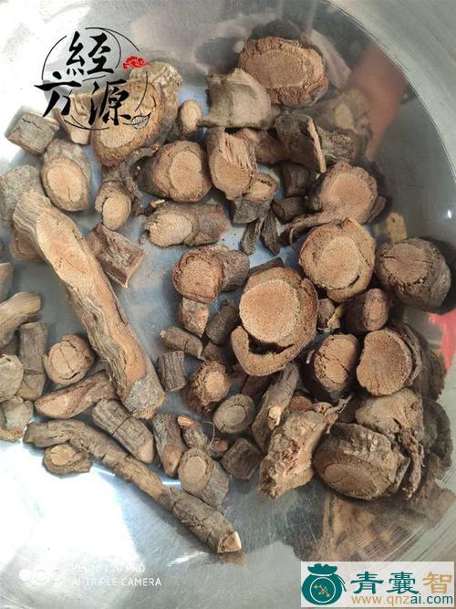 透地连珠的性状性味归经以及功效用法和注意事项-青囊智