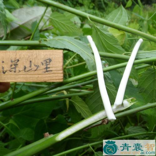 中药材通伸草图片
